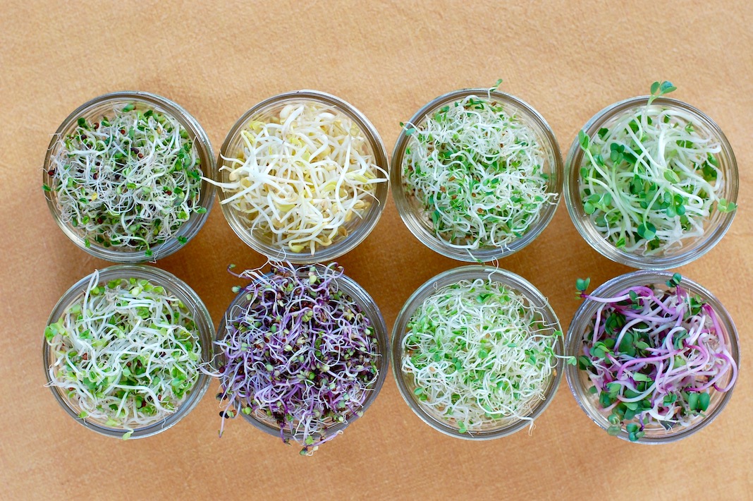 8 small jars filled with various types of seed sprouts