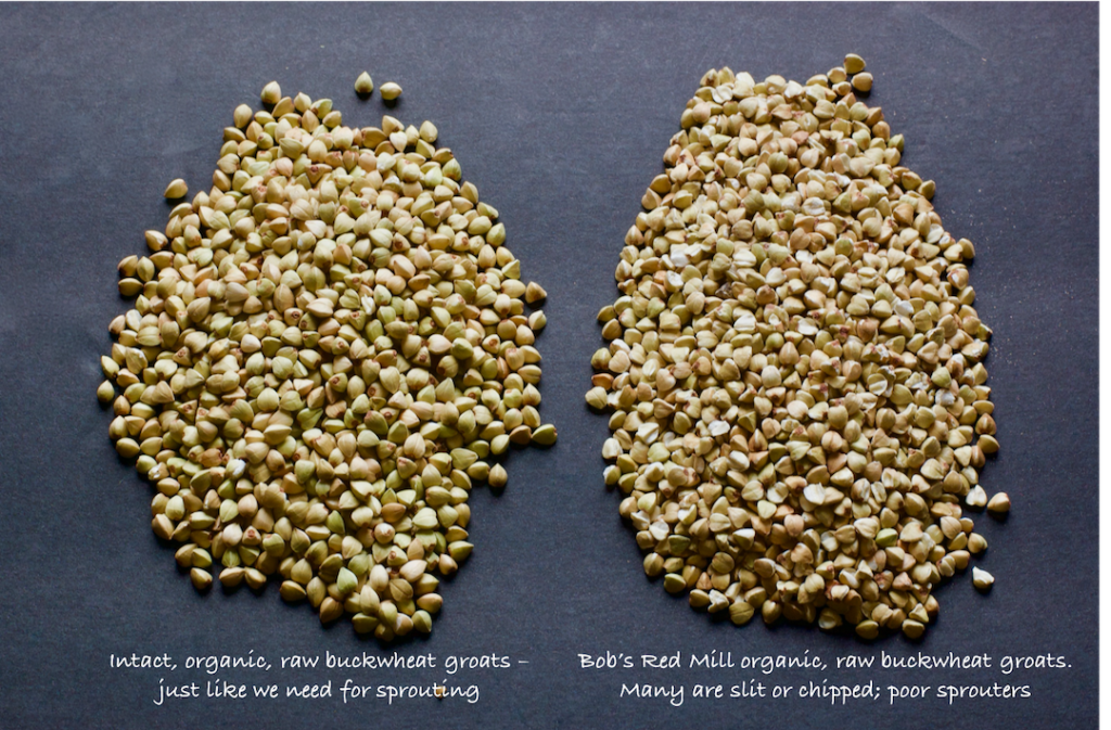 Comparison between whole intact buckwheat groats and groats that are split and chipped, which will not sprout